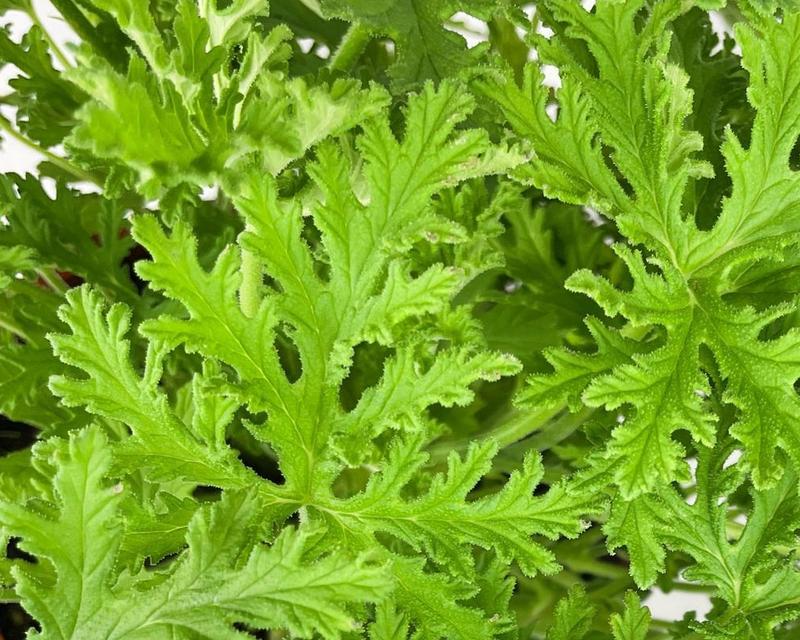 Aromatyczne zioła w ogrodzie