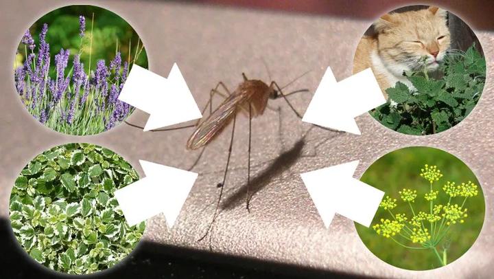 Naturalne metody na komary