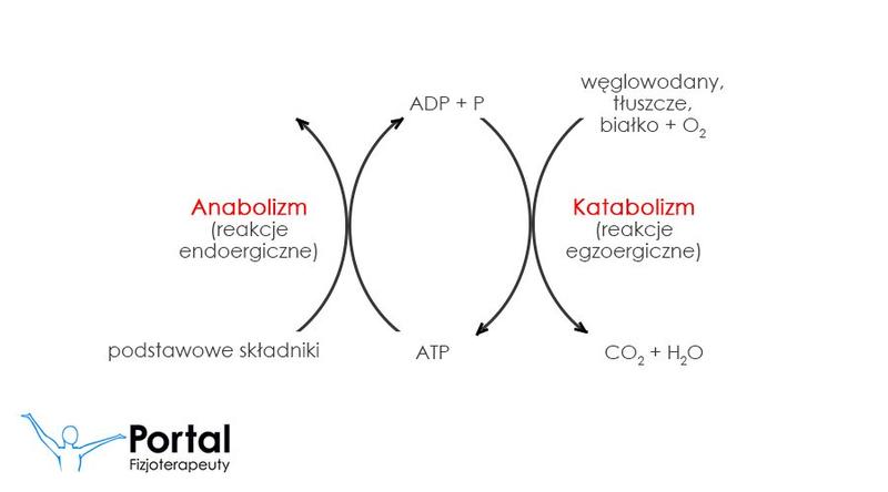 Nocny katabolizm a zdrowie