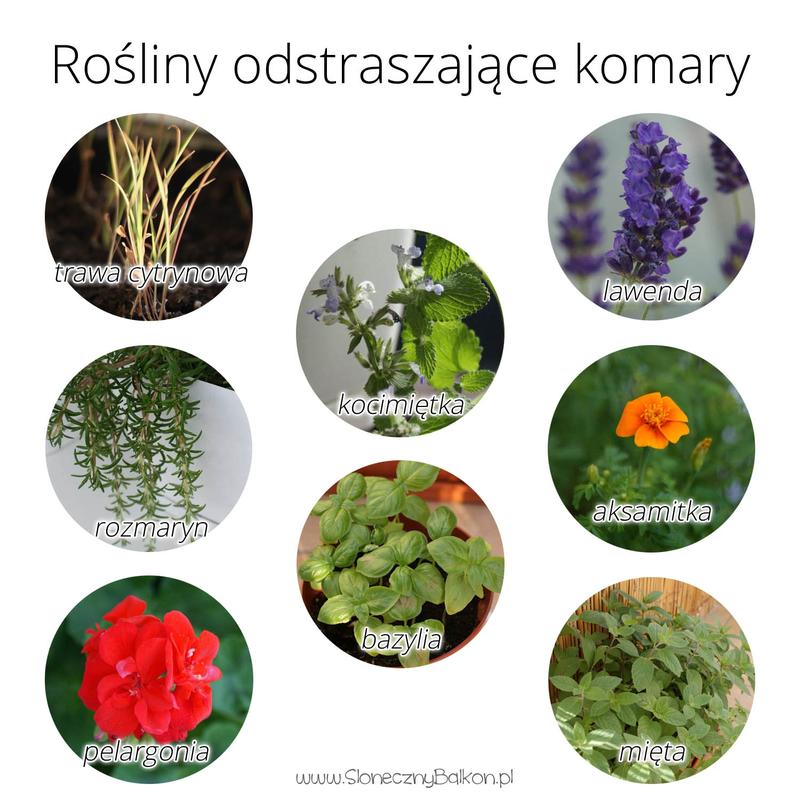 Rośliny, które odstraszają komary – poznaj naturalne metody na uciążliwe owady