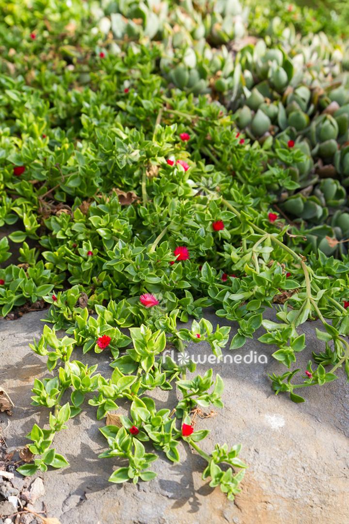 Pielęgnacja skóry przed opalaniem