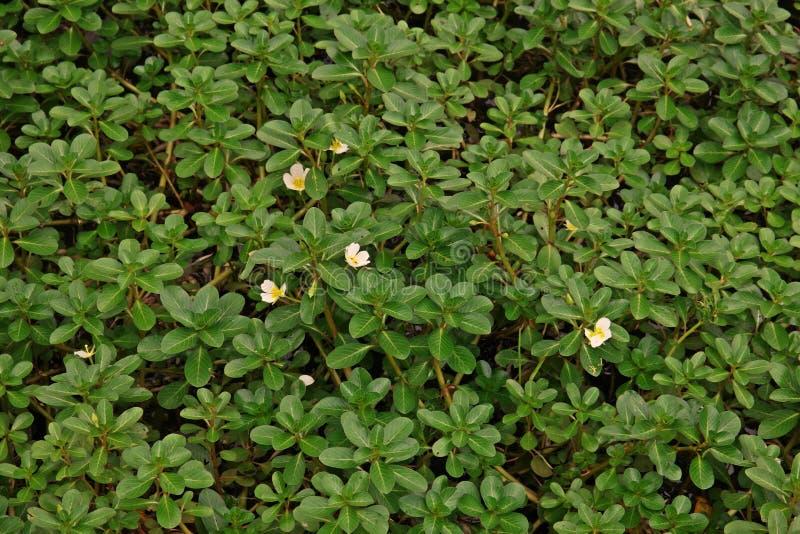 Preparaty ochronne Sunrose
