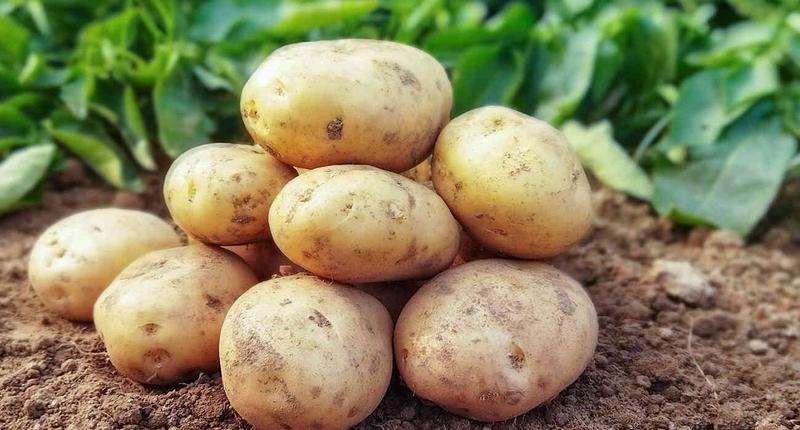 Wartości odżywcze ziemniaka