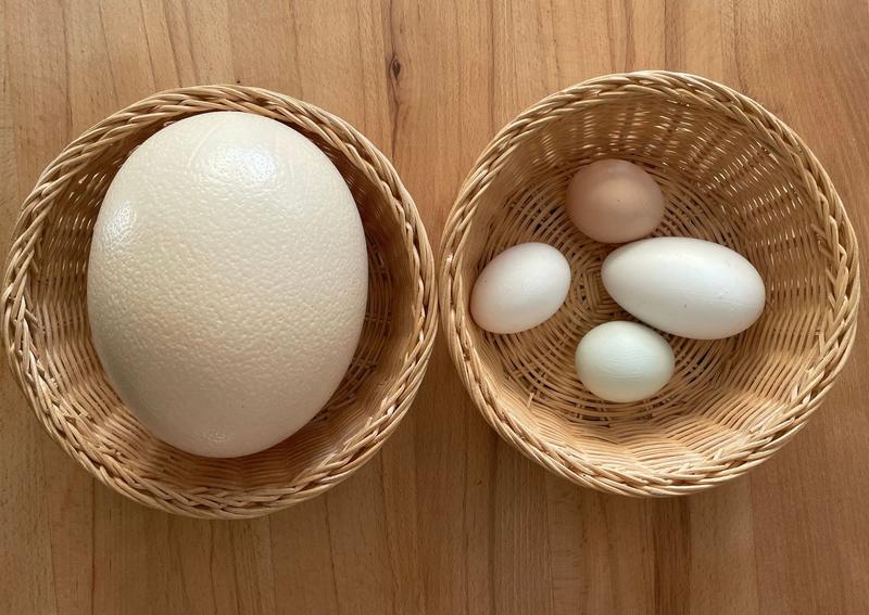 Wartości odżywcze jaj