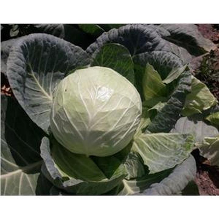 Właściwości odżywcze kapusty