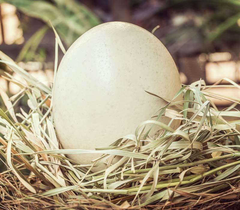 Zastosowanie kulinarne jaj