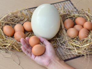 Kurze przepiórcze czy strusie – które jajo lepiej wybrać dla swojej kuchni?