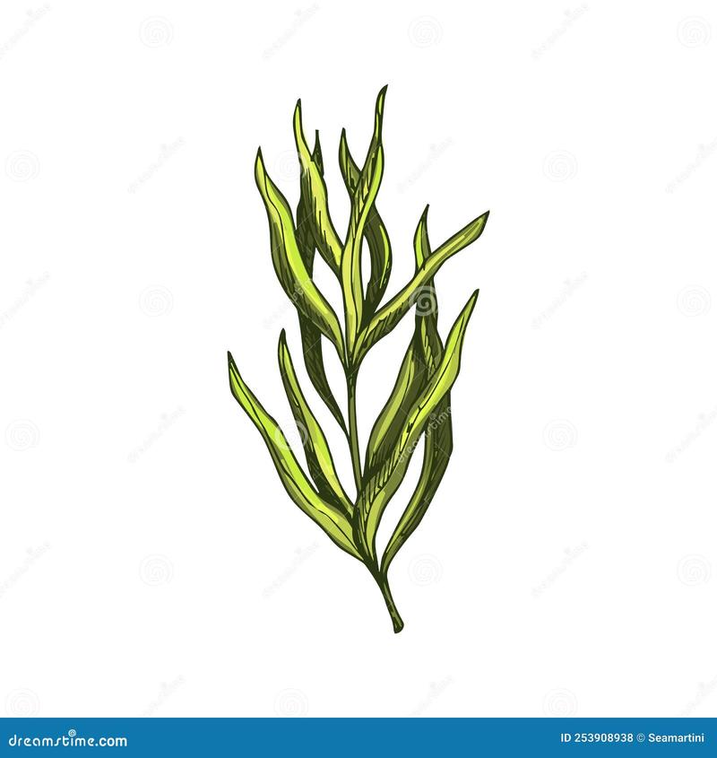 Zioła jako alternatywa dla soli