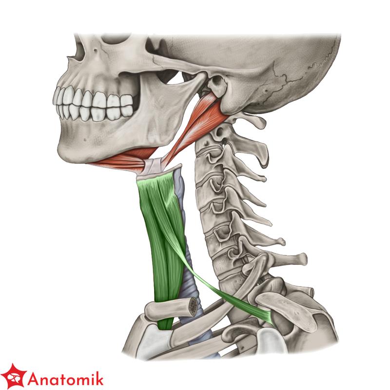 Dieta wspierająca budowę mięśni