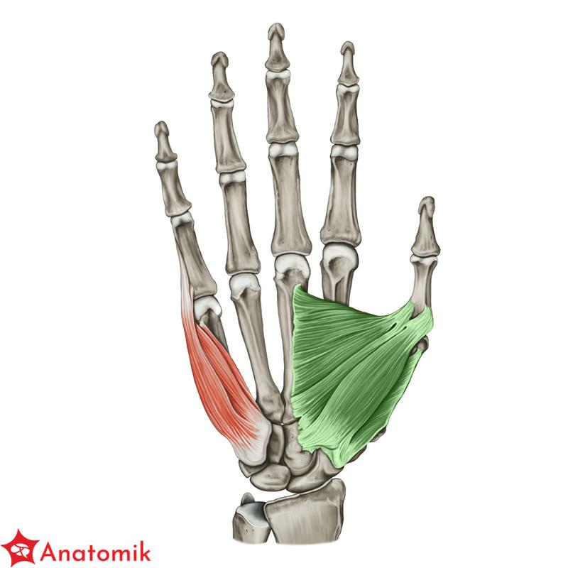 Pomiar przyrostu masy mięśniowej