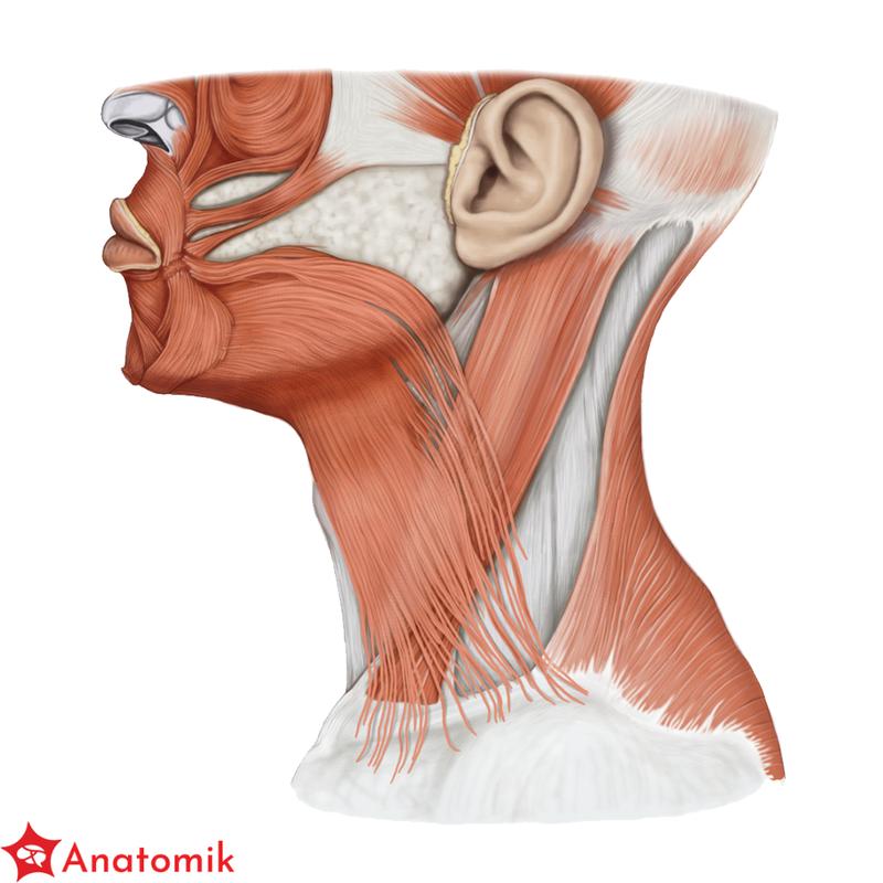 Regeneracja i sen w rozwoju mięśni