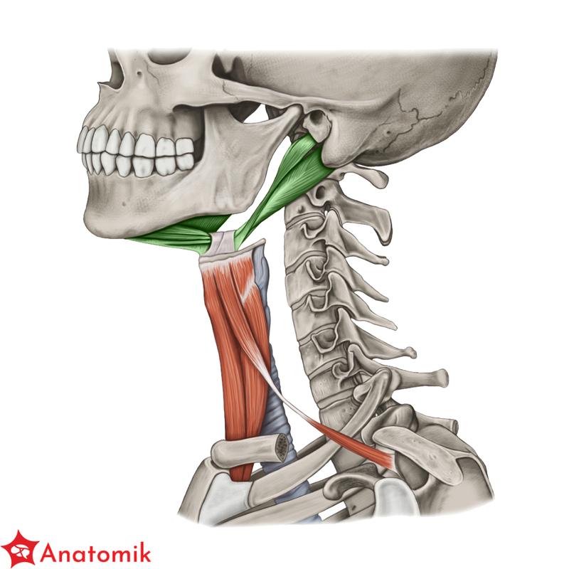 Jak skutecznie sprawdzić, czy przybywa mi mięśni?