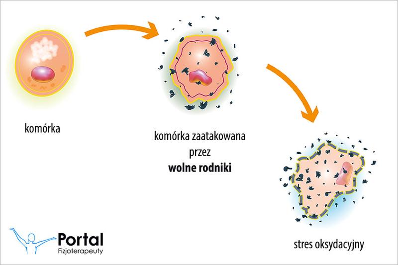 Reaktywne formy tlenu (RFT)