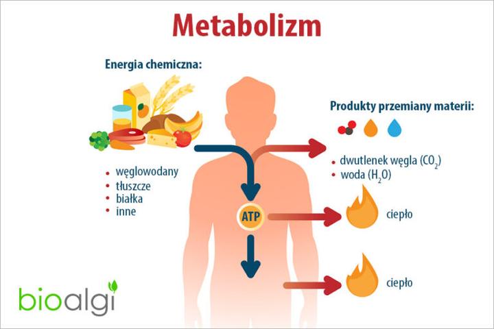 Aktywność fizyczna a przemiana materii
