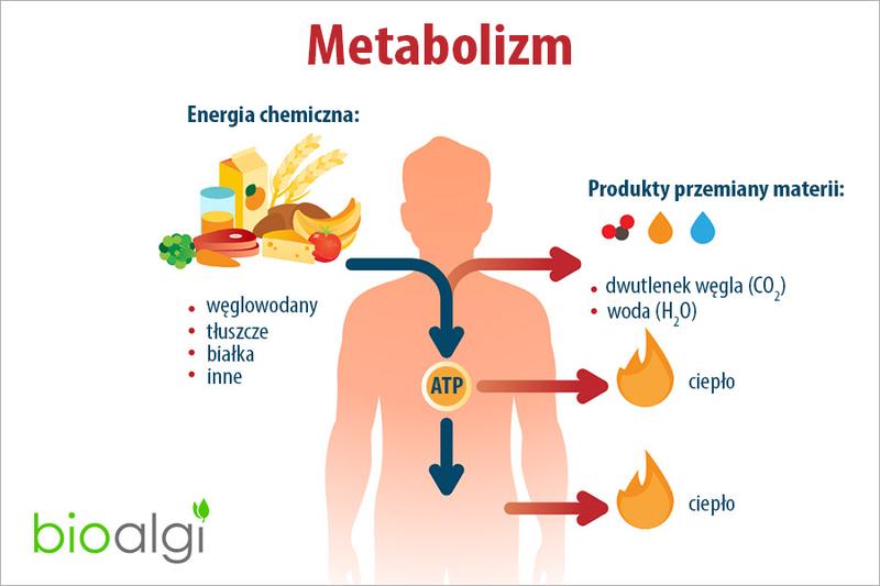 Podstawy przemiany materii