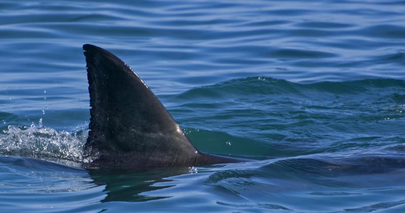 Trening brzucha z ciężarem własnego ciała