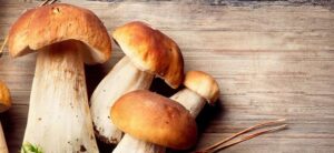 Grzyby jako doskonałe źródło białka dla wegan – odkryj ich potencjał