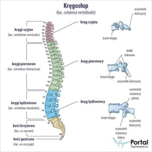 Jak zadbać o zdrowie kręgosłupa, gdy zbyt dużo siedzisz?