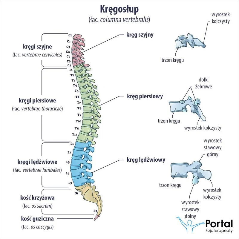 Jak zadbać o zdrowie kręgosłupa, gdy zbyt dużo siedzisz?
