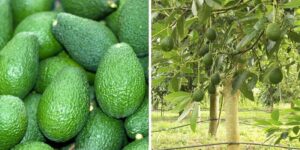 Cudowne właściwości awokado, które zaskoczą każdego miłośnika zdrowego stylu życia