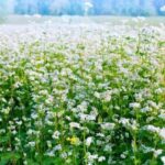 Gryka na talerzu: zdrowe i pyszne przepisy na każdą okazję