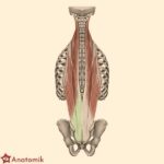 Jak skutecznie zadbać o utrzymanie masy mięśniowej po cyklu?