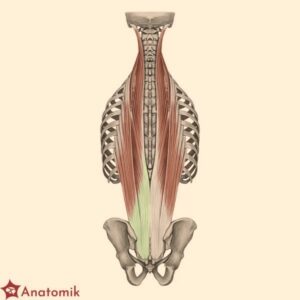 Jak skutecznie zadbać o utrzymanie masy mięśniowej po cyklu?