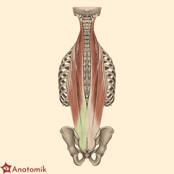 Jak skutecznie zadbać o utrzymanie masy mięśniowej po cyklu?